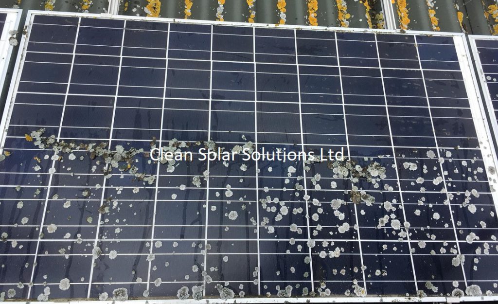 Lichen Part Removed From Solar Panel In Halesworth Lichen removal in progress Halesworth