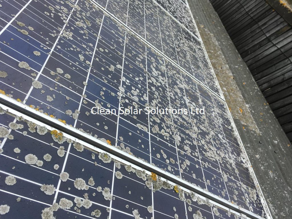 Lichen on solar panels Halesworth