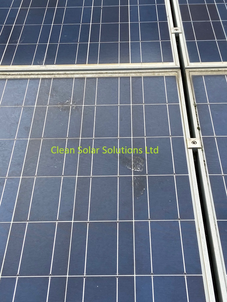 Bird droppings on Chiswick solar panels Dirty solar panels that need cleaning in Chiswick