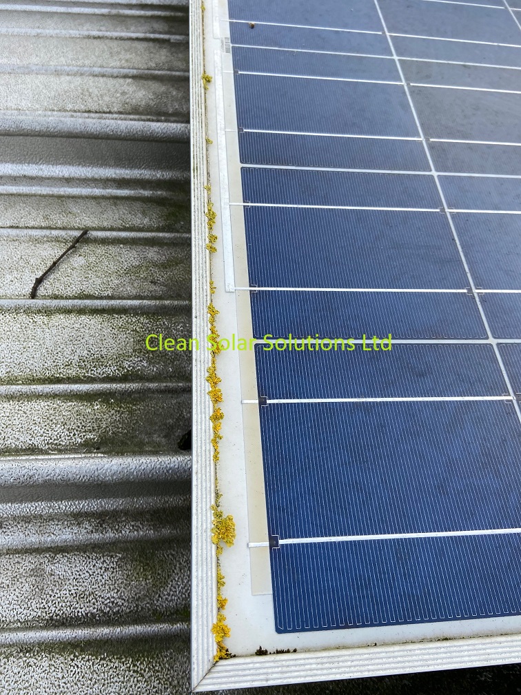 Yellow lichen growing on Chiswick solar panels Lichen growing on solar panels