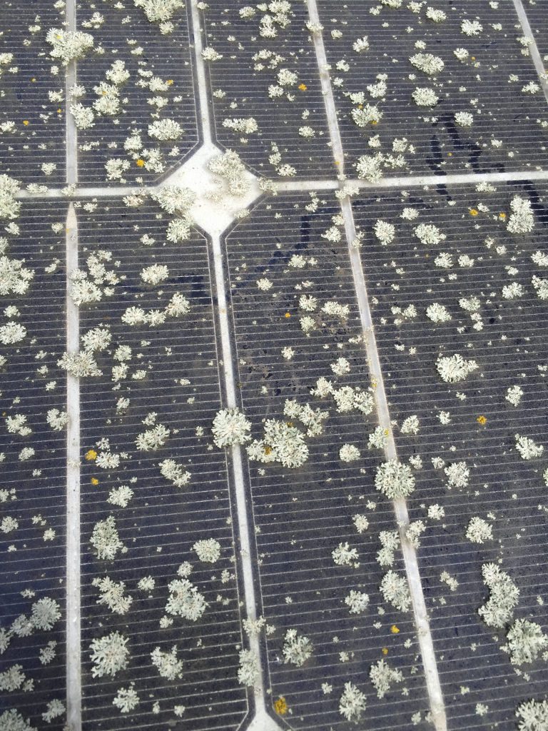 Lichen on solar panel