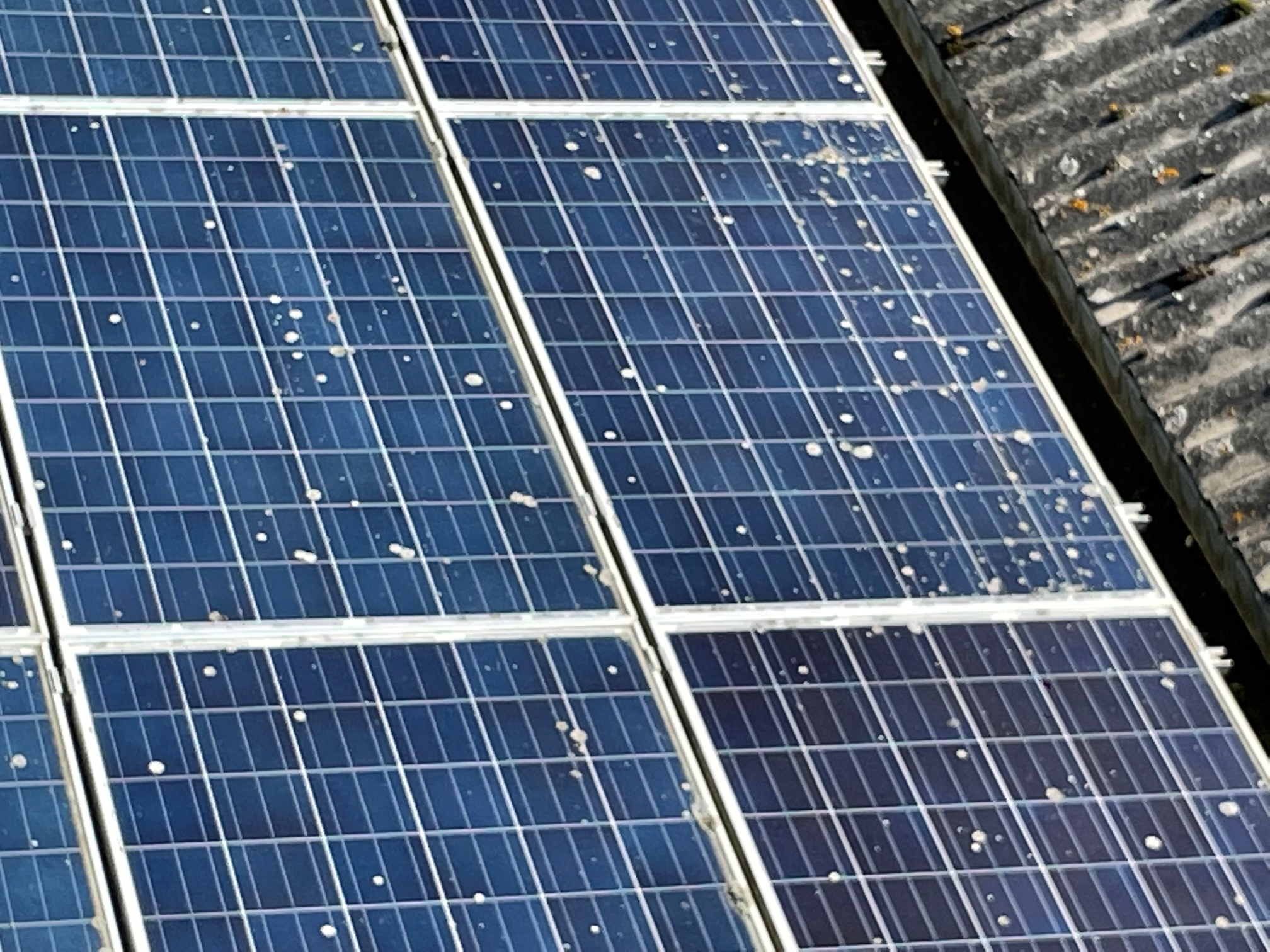 Lichen On Solar PAnels